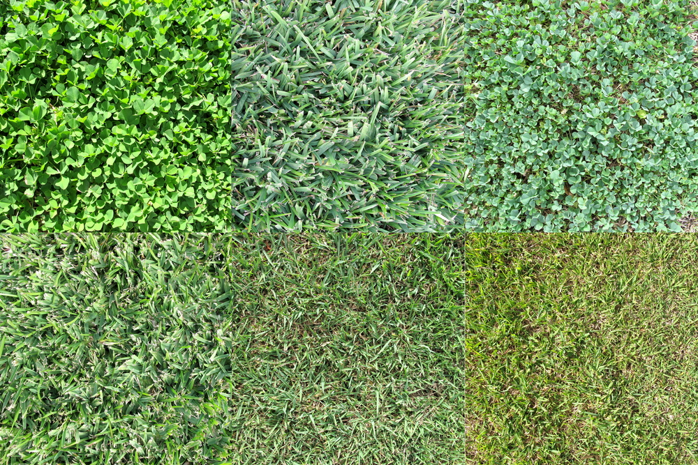 Grass type of Australian lawn