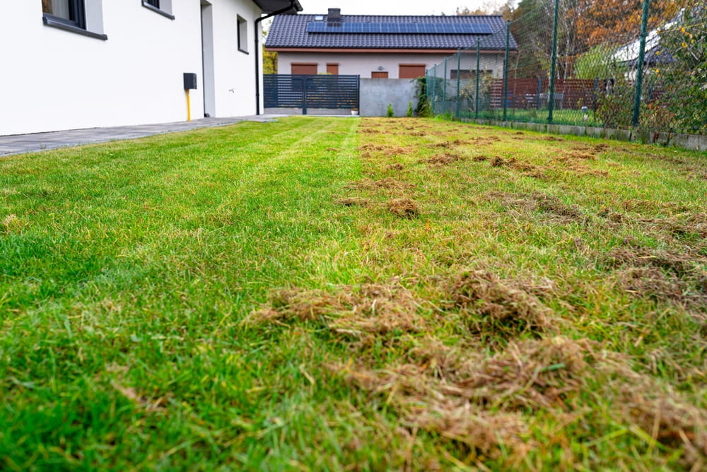 lawn-care-tips-australia