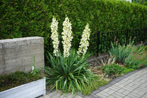 yucca home and garden plant