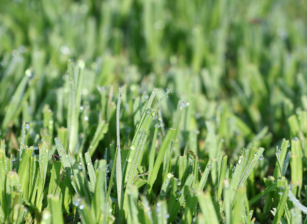 Lawn Care Tips for Different Australian Grass Type