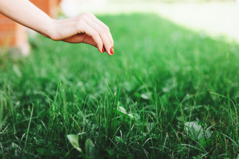 Lawn-Care-Tips-A woman-Touching-newly-cut-lawn