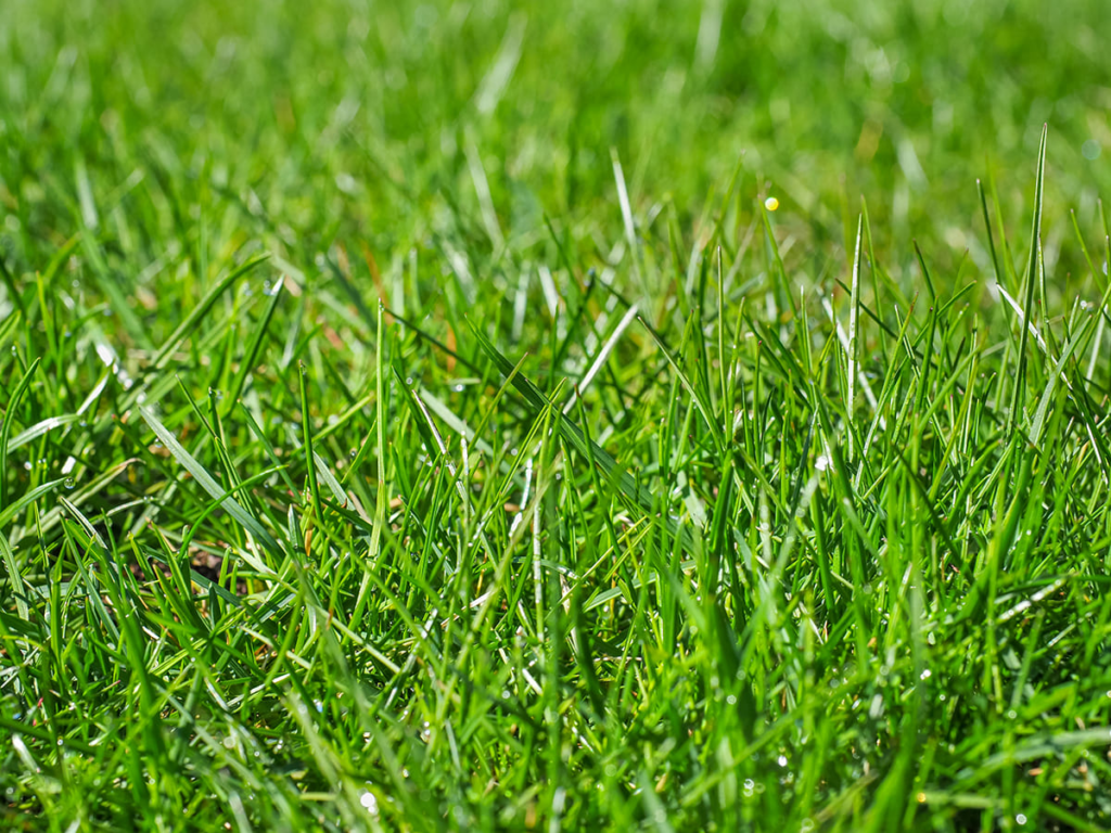 Sustainable lawn care for Australian grass type