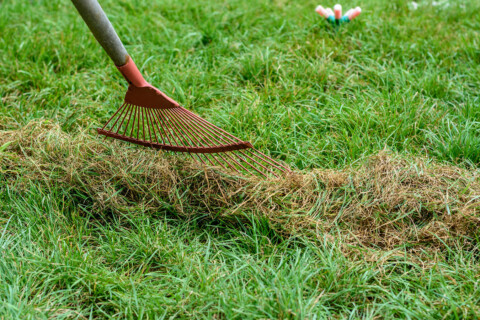 Lawn-Care-Tips-Raking-grass-after-aeration