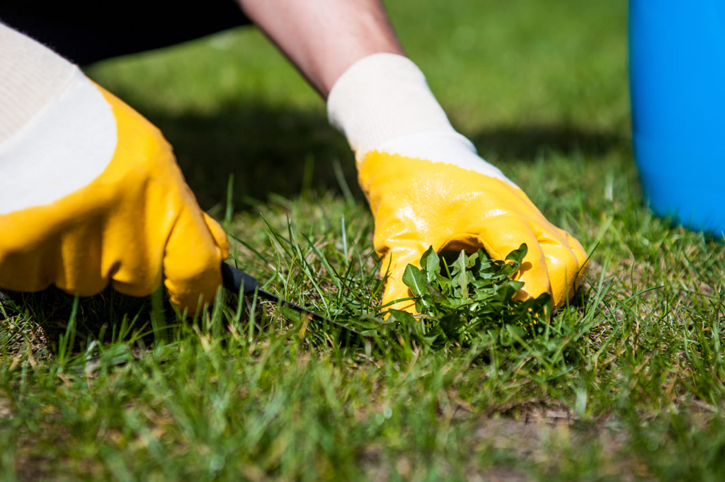 Lawn-Care-Tips-Removing-Weeds-on-a-lawn