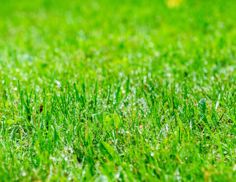 Lawn-Care-Tips-Green-and-healthy-lawn
