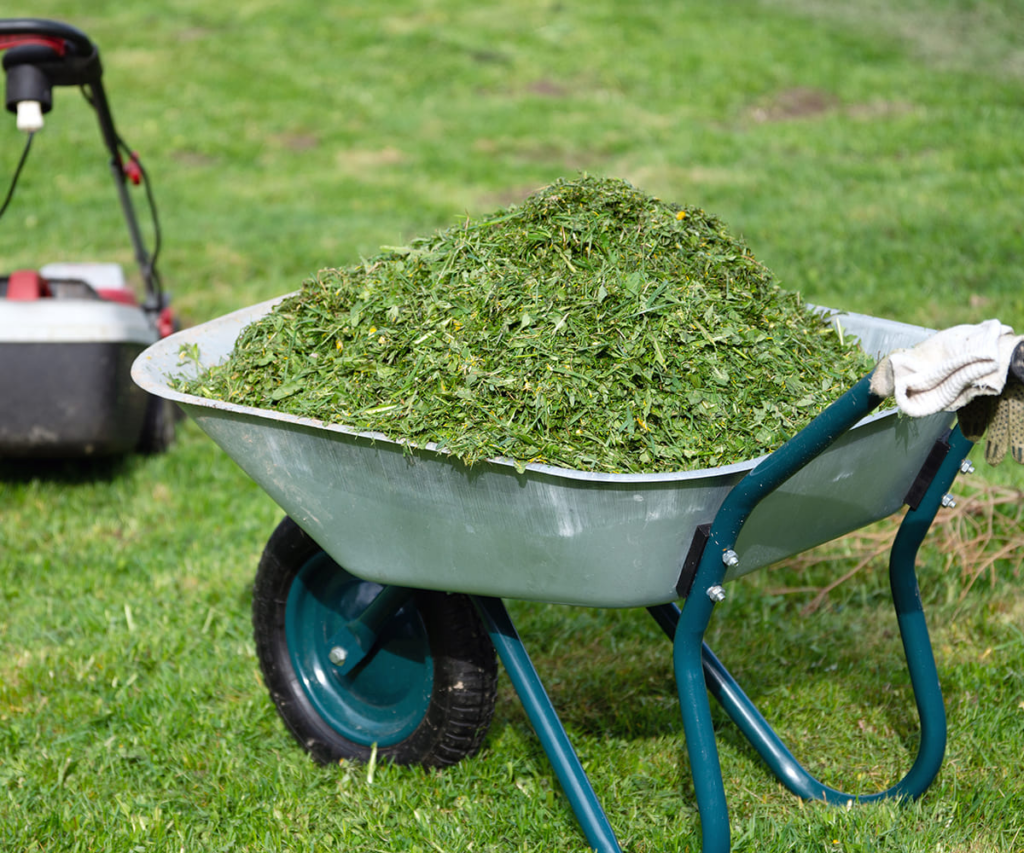 Lawn-Care-Tips-Freshly-cut-grass-to-use-for-mulching