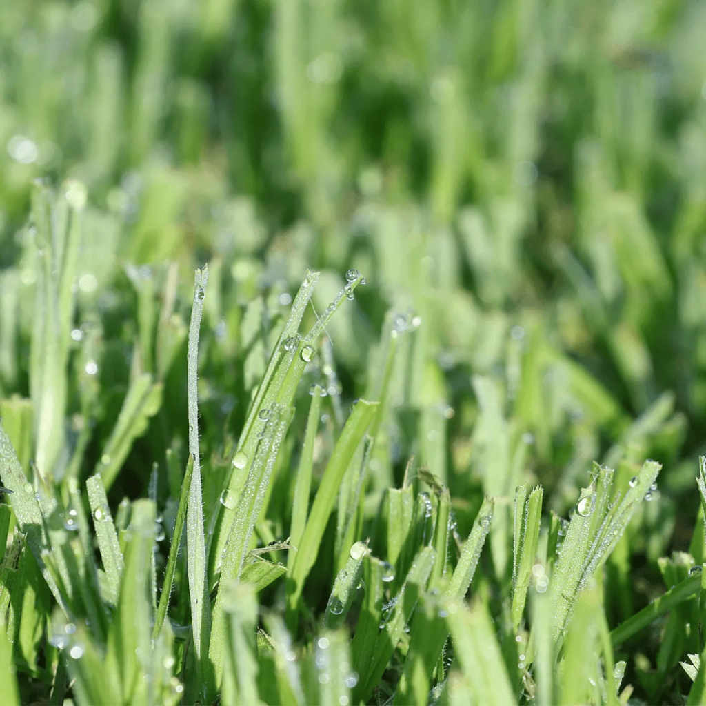 Lawn-Solutions-Grass-with-morning-dew