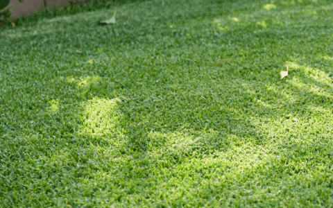 Lush and green Australian lawn grass variety