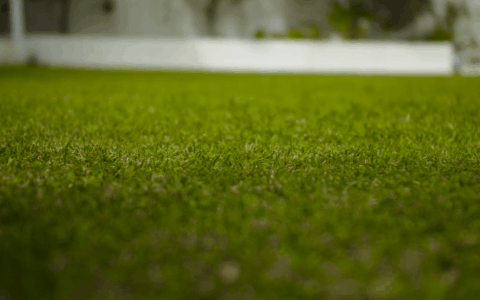 Lush and green lawn grass variety for Australian Condition
