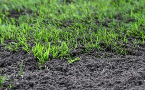 Australian-Lawn-Care-Reseeding-a-lawn