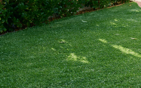 Australian Green Lush Lawn