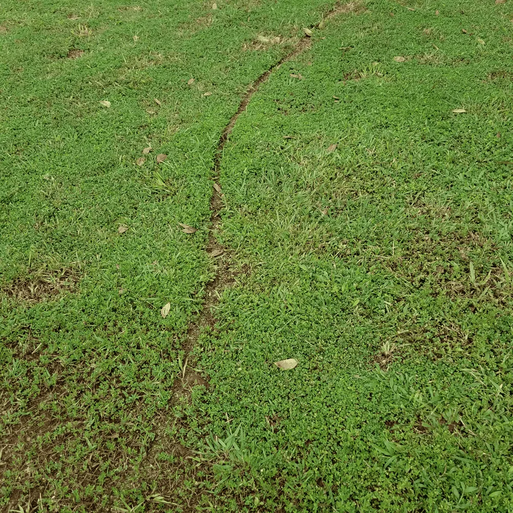 Australian-Lawn-Care-Ant-trail-visible-on-a-lawn
