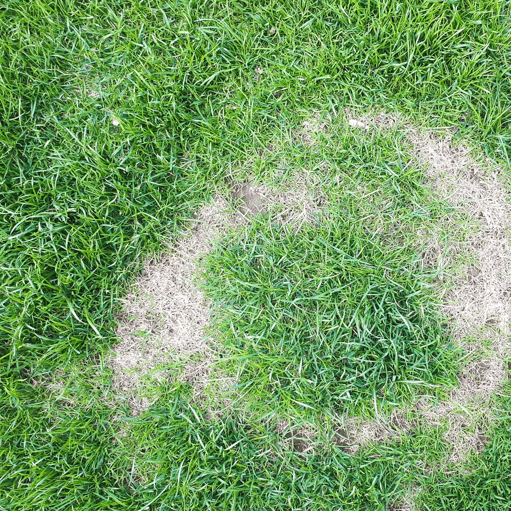 Australian-Lawn-Care-Lawn-damaged-by-pests