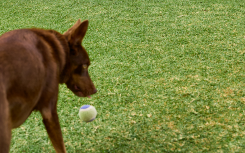 A wide and healthy lawn with a dog playing
