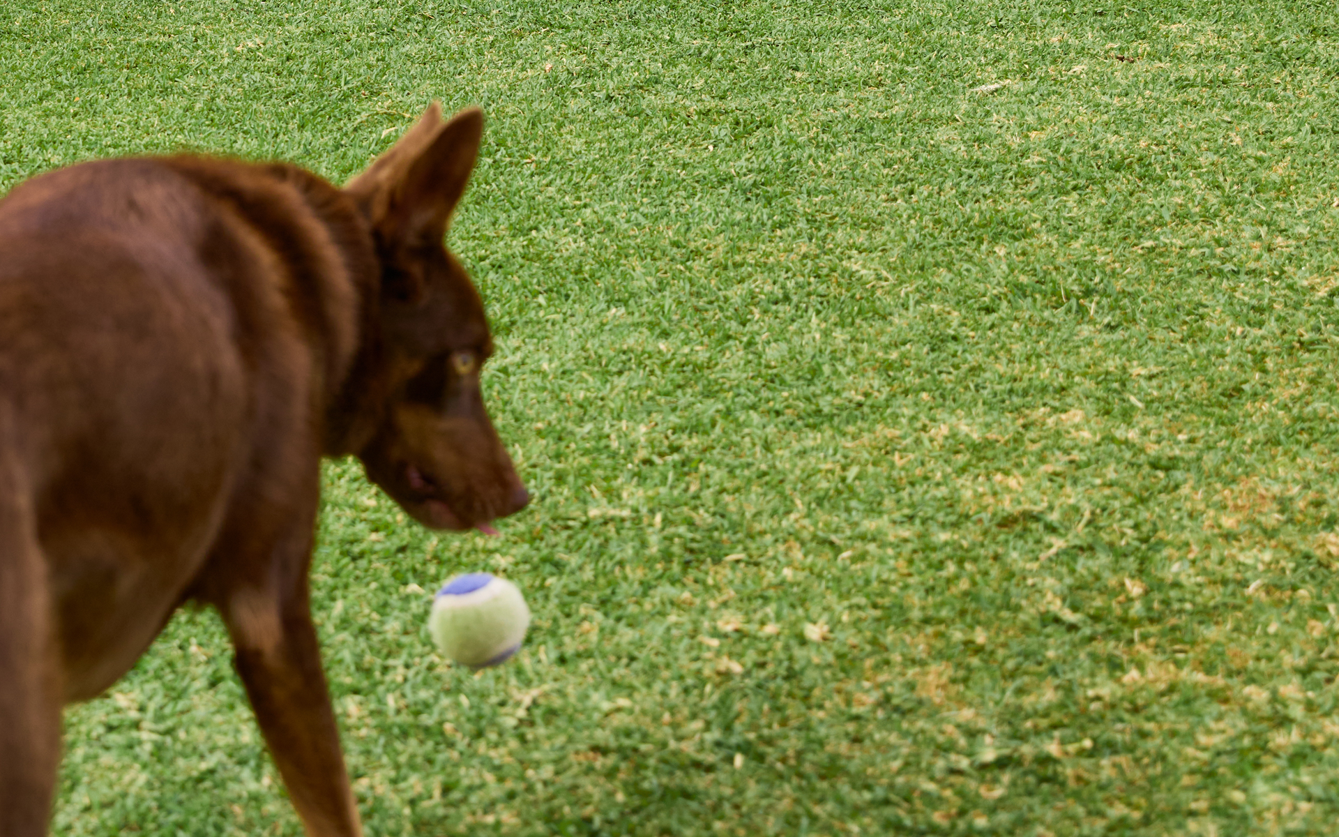 A wide and healthy lawn with a dog playing
