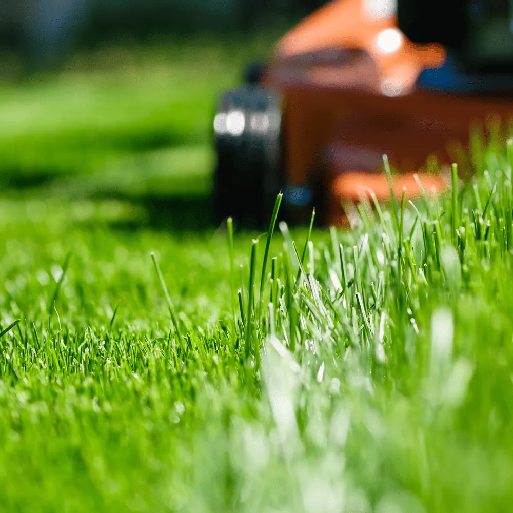 Australian-Lawn-Care-Changing-lawn-mowing-habits