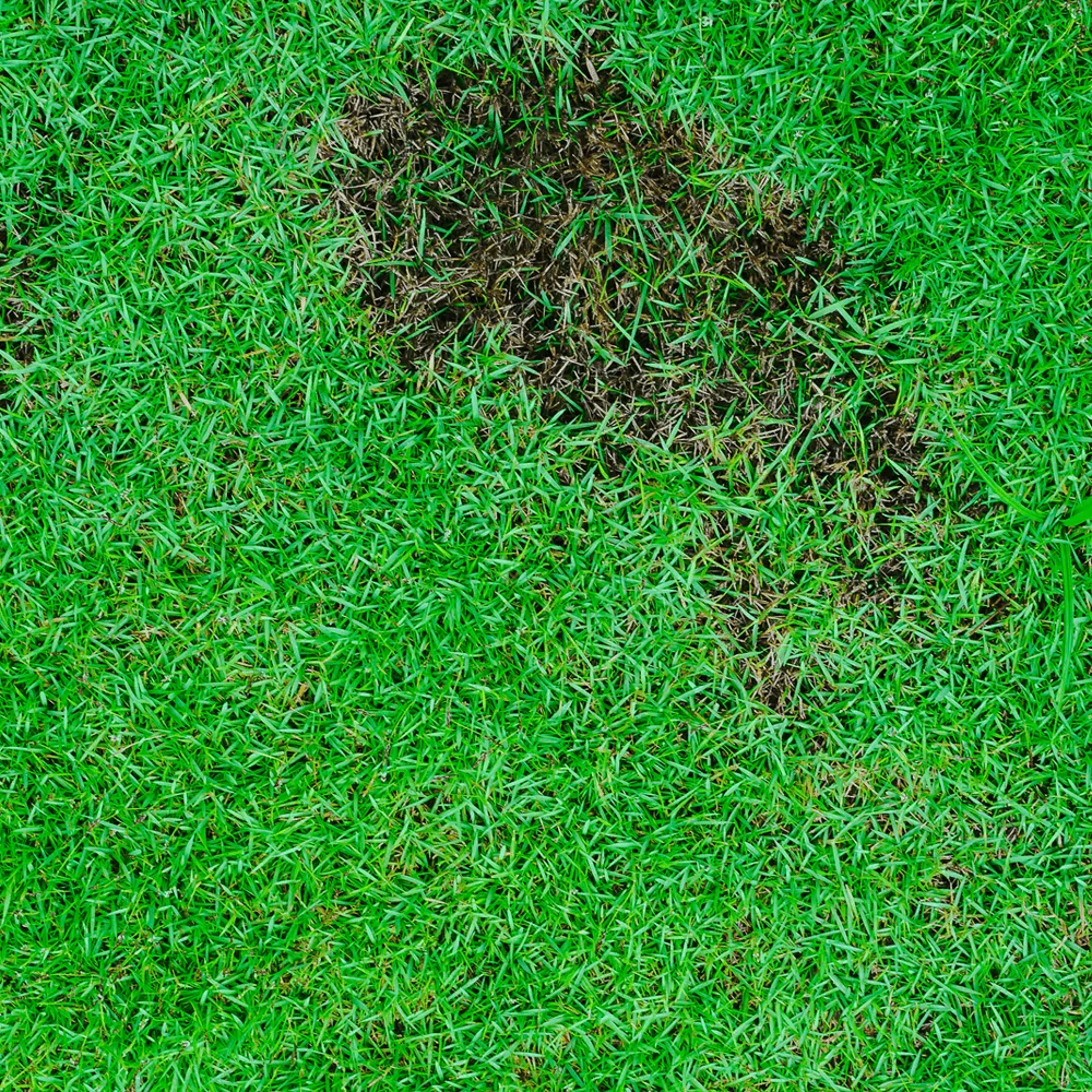 Australian-Lawn-Care-repairing-bare-patches